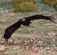 Cinereous Vulture