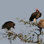 Lappet-faced Vulture