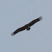 Lappet-faced Vulture