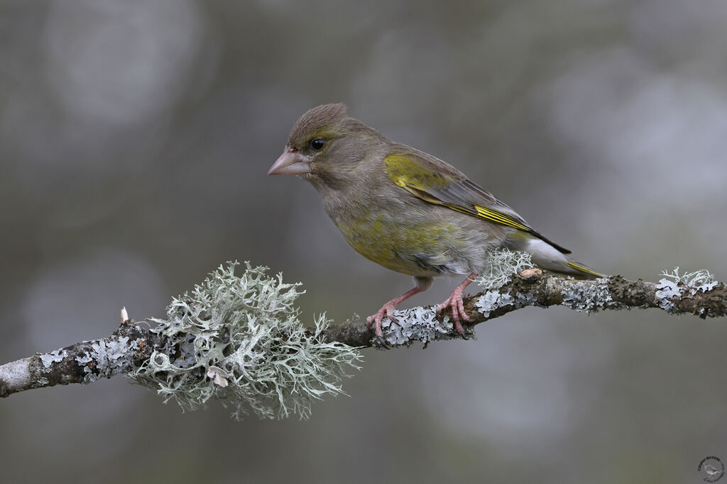 European Greenfinch male First year