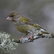 European Greenfinch