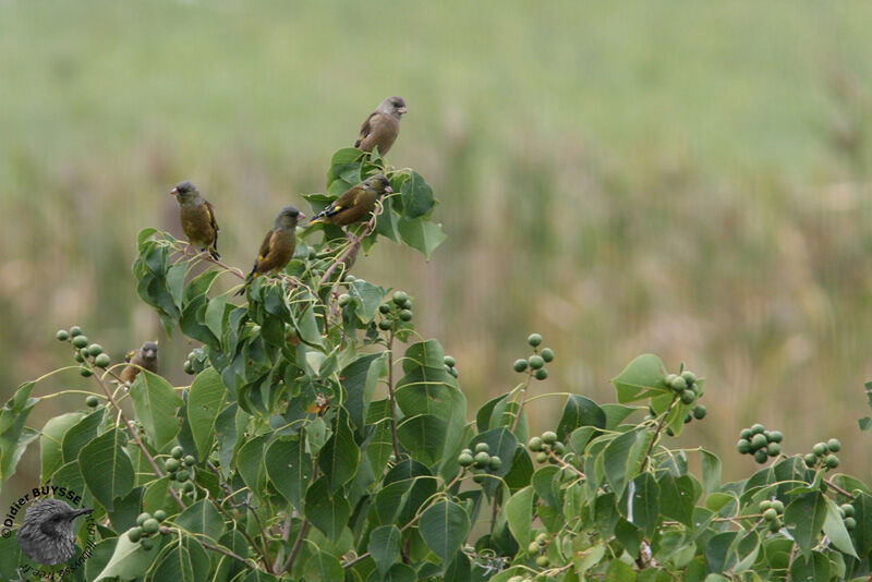 Grey-capped Greenfinch