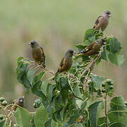 Grey-capped Greenfinch