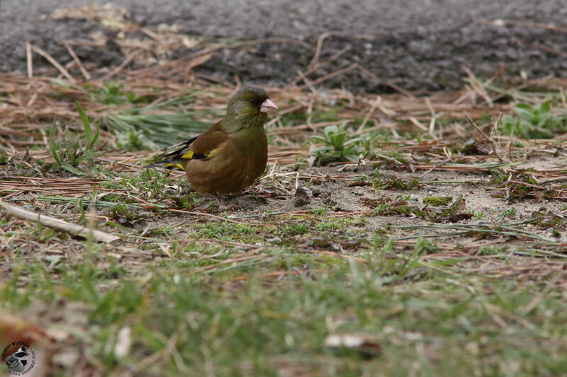 Oriental Greenfinchadult, identification