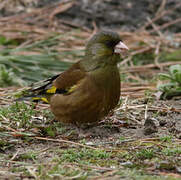 Grey-capped Greenfinch