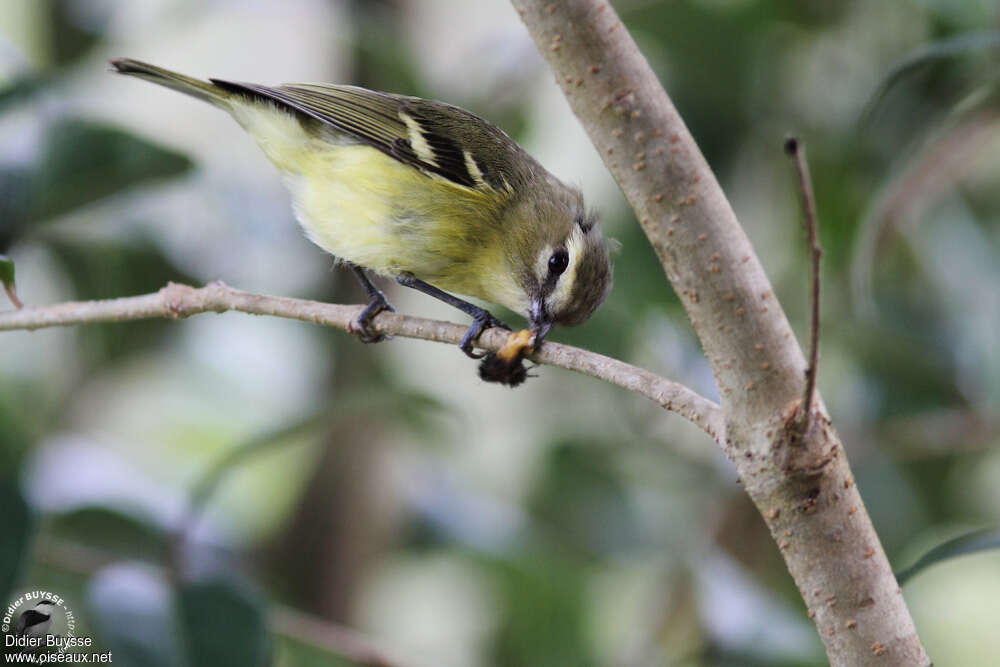 Yellow-winged Vireoadult, pigmentation, feeding habits