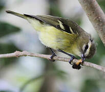 Yellow-winged Vireo