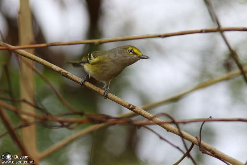 Thick-billed Vireoadult, close-up portrait, pigmentation