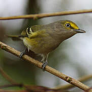 Thick-billed Vireo