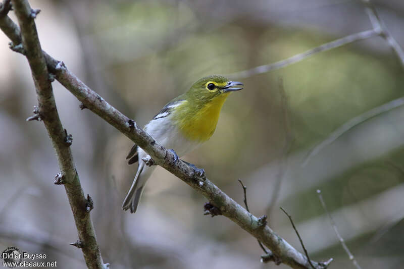 Yellow-throated Vireoadult, close-up portrait, song