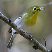 Yellow-throated Vireo