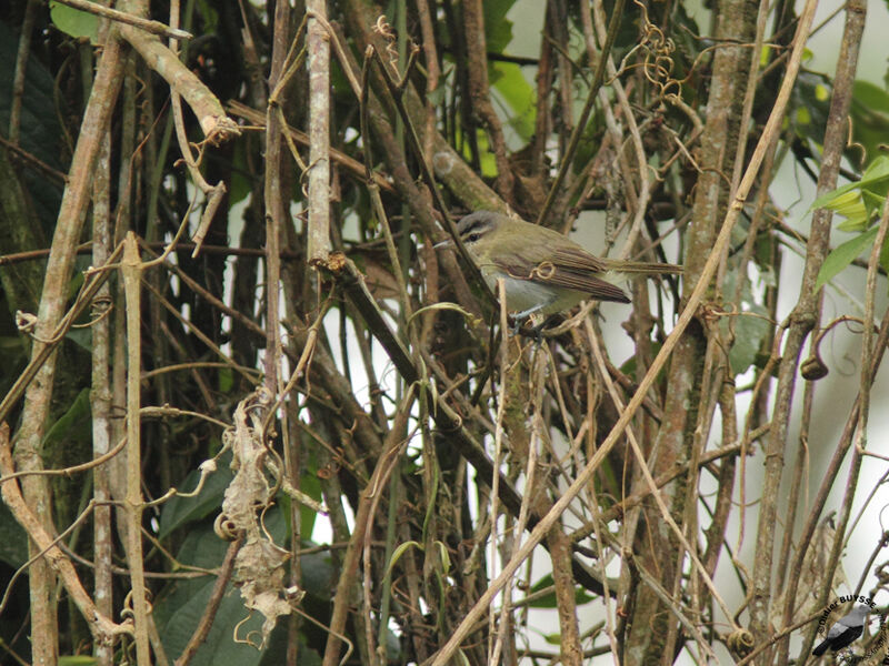 Red-eyed Vireoadult, identification