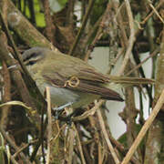 Red-eyed Vireo