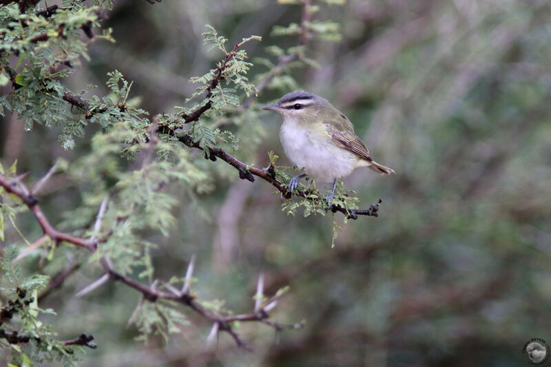 Red-eyed Vireoadult, identification