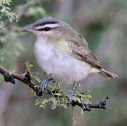 Red-eyed Vireo