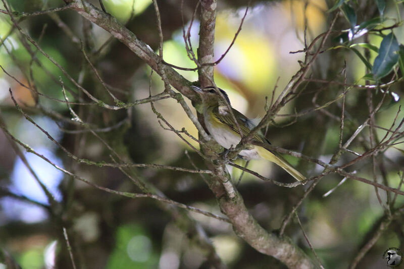 Viréo chiviadulte, identification