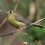 Cuban Vireo