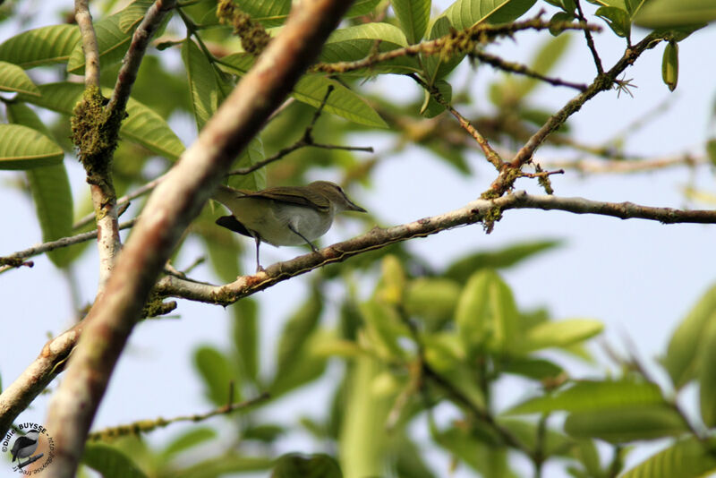 Yellow-green Vireoadult, identification