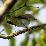 Yellow-green Vireo