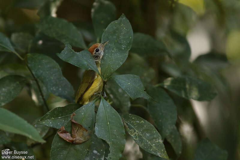 Viréon oreillardadulte, identification