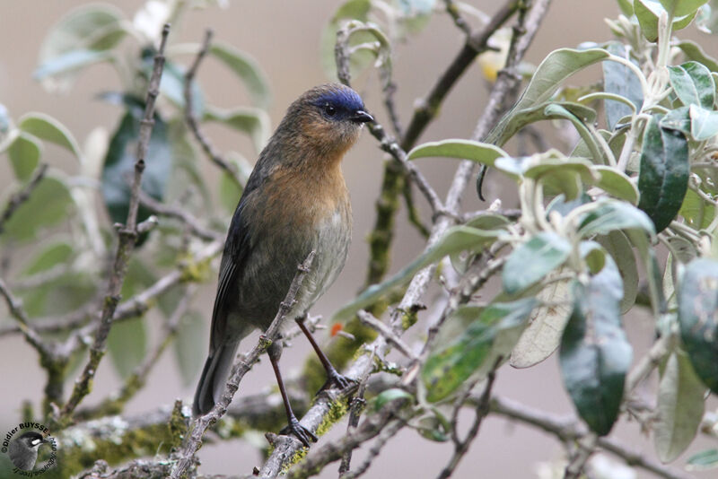 Streaked Dacnis female adult, identification