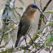 Streaked Dacnis