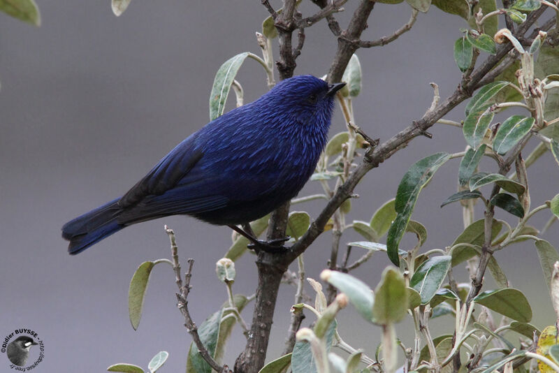 Streaked Dacnis male adult, identification