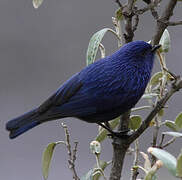 Streaked Dacnis