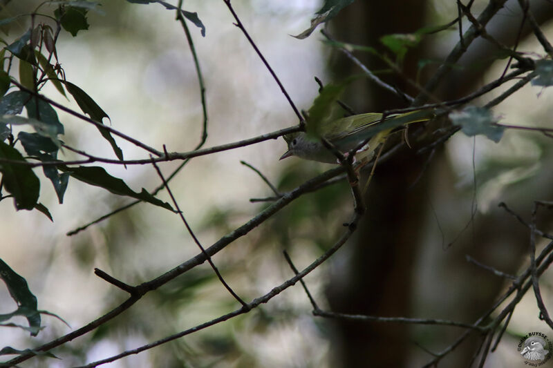 White-bellied Erpornisadult, identification