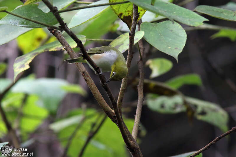 Chestnut-flanked White-eye female adult, identification