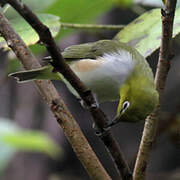 Chestnut-flanked White-eye