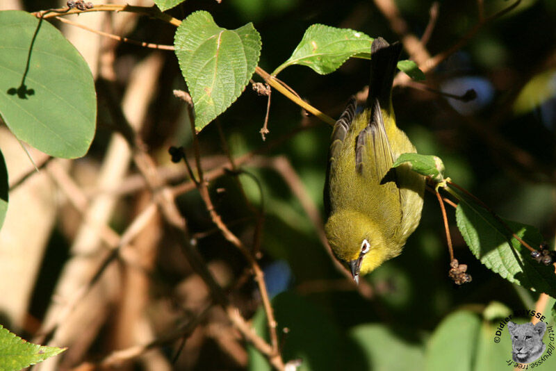 Zostérops du Capadulte, identification, Comportement