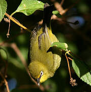 Cape White-eye