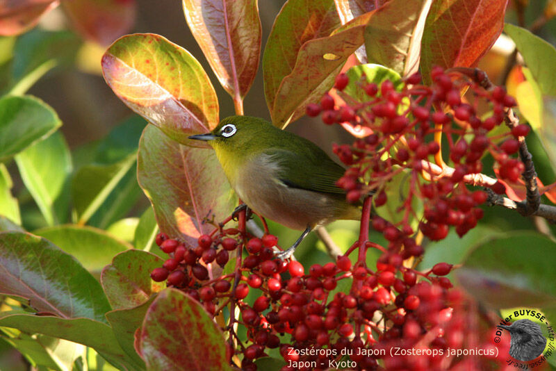 Warbling White-eye