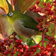 Warbling White-eye