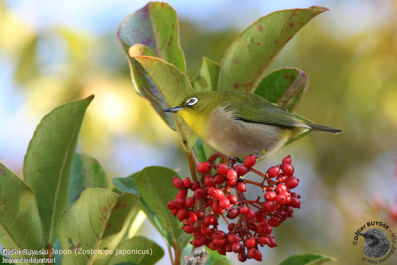 Warbling White-eye, feeding habits