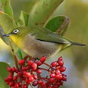 Warbling White-eye