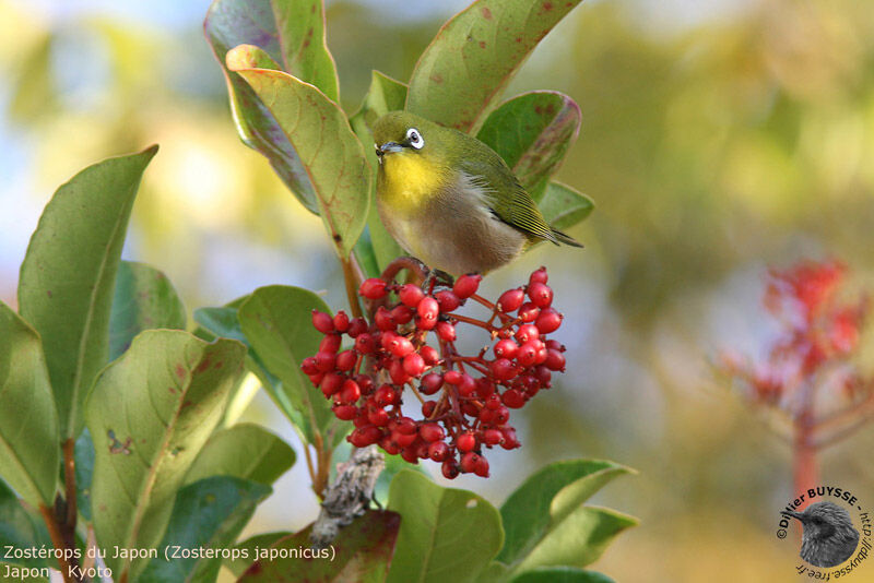 Warbling White-eye