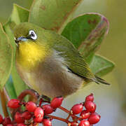 Warbling White-eye