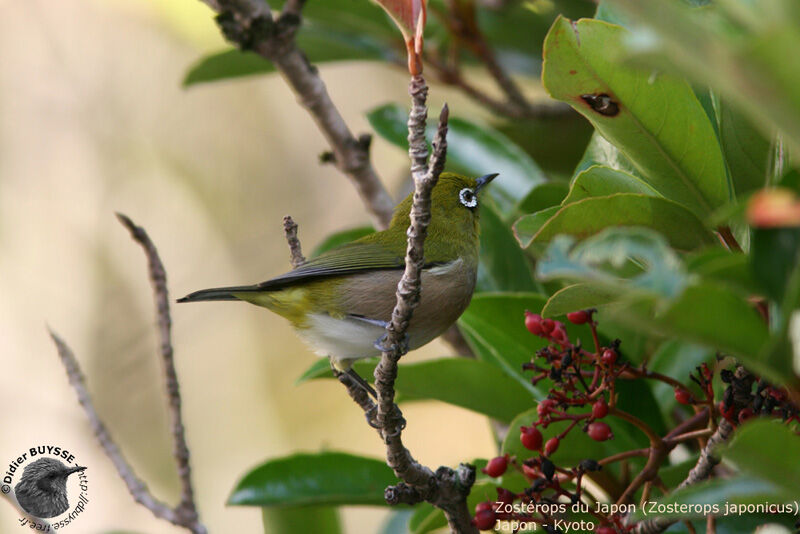 Warbling White-eye