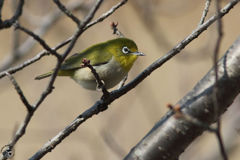 Warbling White-eyeadult, identification