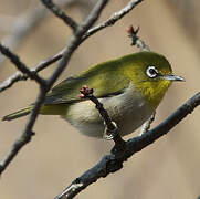 Warbling White-eye