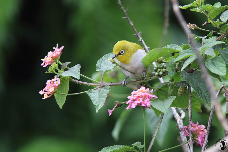 Indian White-eyeadult, identification, habitat