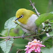 Indian White-eye