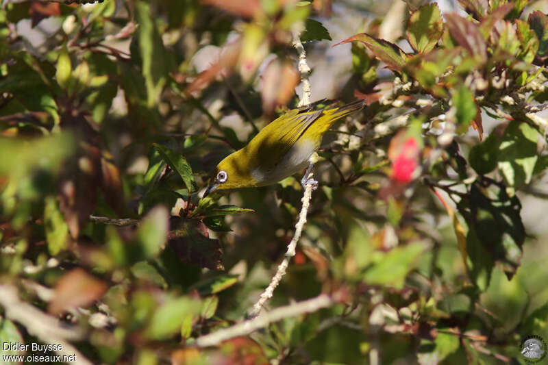 Zostérops orientaladulte, identification