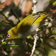 Indian White-eye