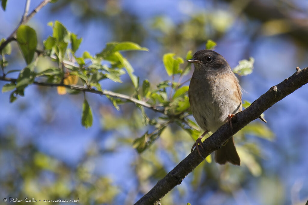 Dunnock