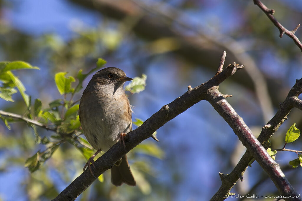 Dunnockadult