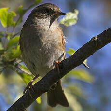 Dunnock