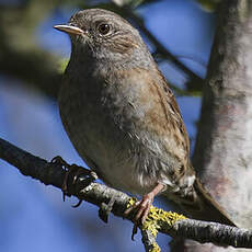 Dunnock